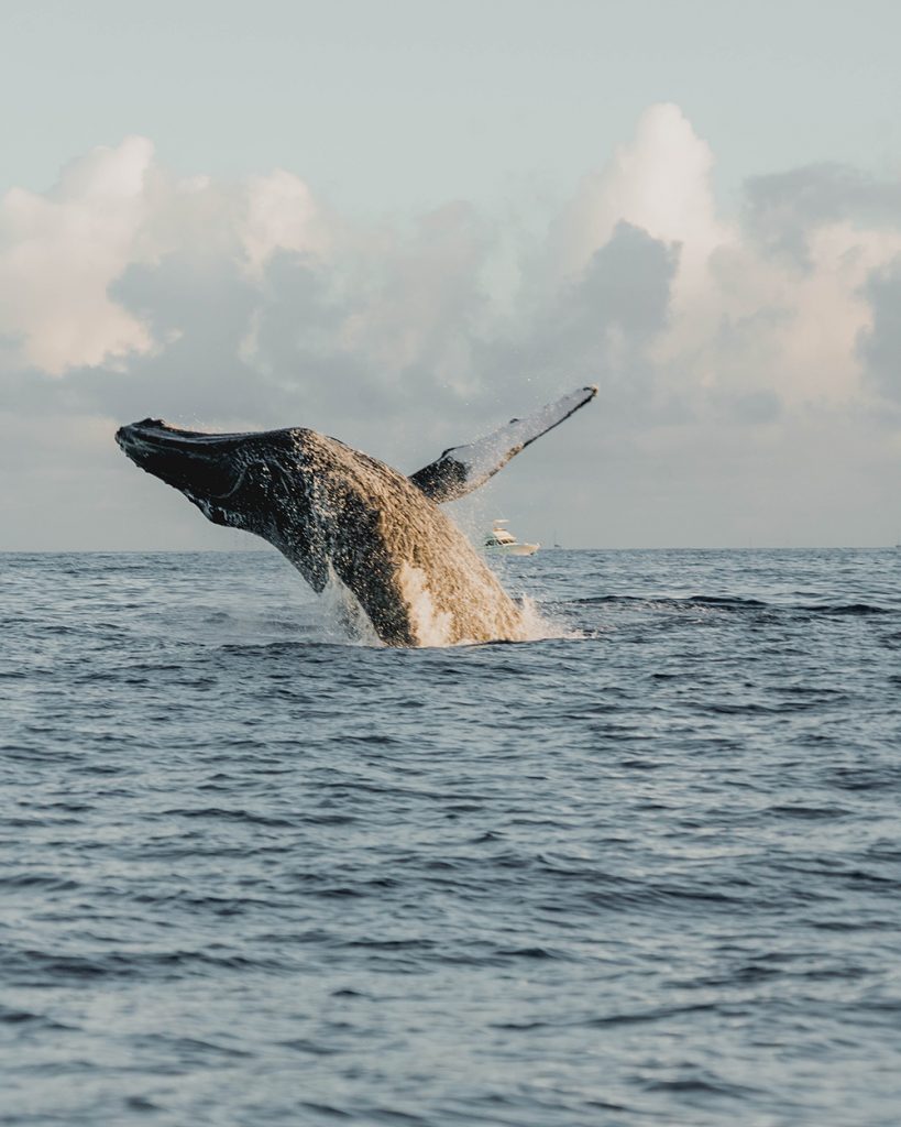 5 best things to do on Maui at sunrise 1 Postcards from Hawaii 5 best things to do on Maui at sunrise, sunrise Maui activities, Ultimate Whale Watching & Snorkel, Kai Kanani sunrise snorkelling, Haleakalā sunrise tickets, why the morning is better on Maui beach
