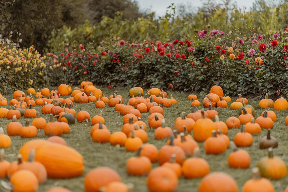 3 family-friendly farms in greater Vancouver with free gifts 9 3 family-friendly farms in greater Vancouver with free gifts Postcards from Hawaii Travel Lifestye Blog Lavenderland Richmond Country Farm Pumpkin Patch Krause Berry Farms