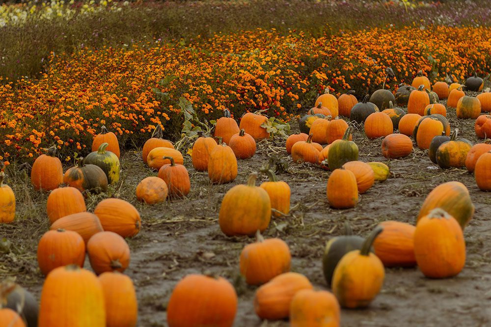 3 family-friendly farms in greater Vancouver with free gifts 11 3 family-friendly farms in greater Vancouver with free gifts Postcards from Hawaii Travel Lifestye Blog Lavenderland Richmond Country Farm Pumpkin Patch Krause Berry Farms
