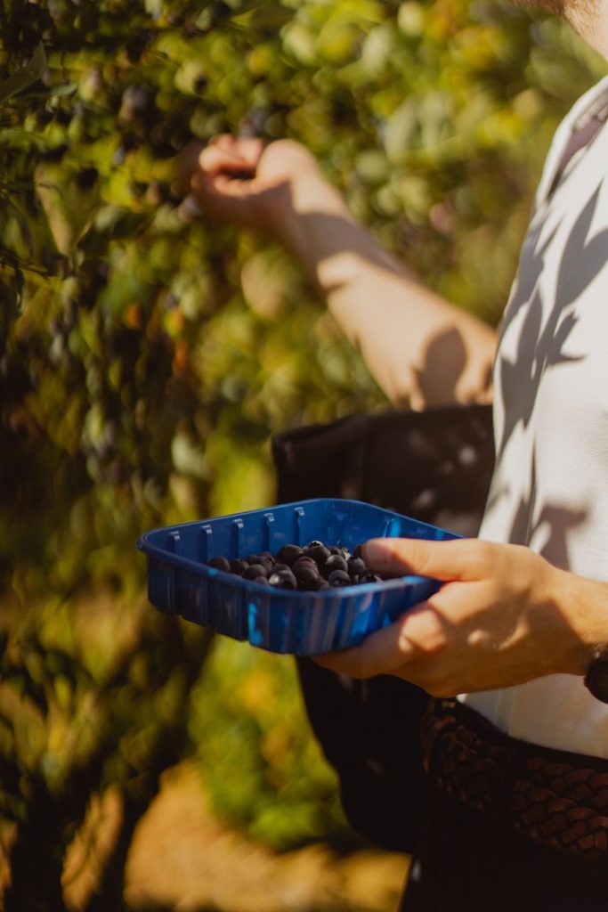 3 family-friendly farms in greater Vancouver with free gifts 6 3 family-friendly farms in greater Vancouver with free gifts Postcards from Hawaii Travel Lifestye Blog Lavenderland Richmond Country Farm Pumpkin Patch Krause Berry Farms
