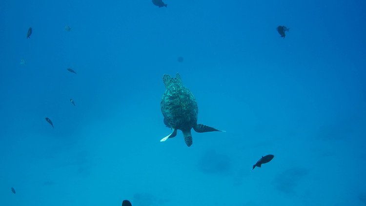 6 of the best things to do on Maui, Hawaii 14 GreenSeaTurtlesHawaiitodo 1 1