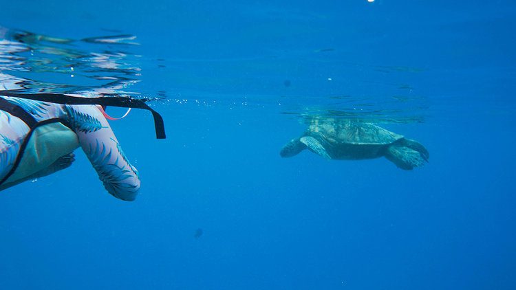 6 of the best things to do on Maui, Hawaii 13 GreenSeaTurtlesHawaiitodo
