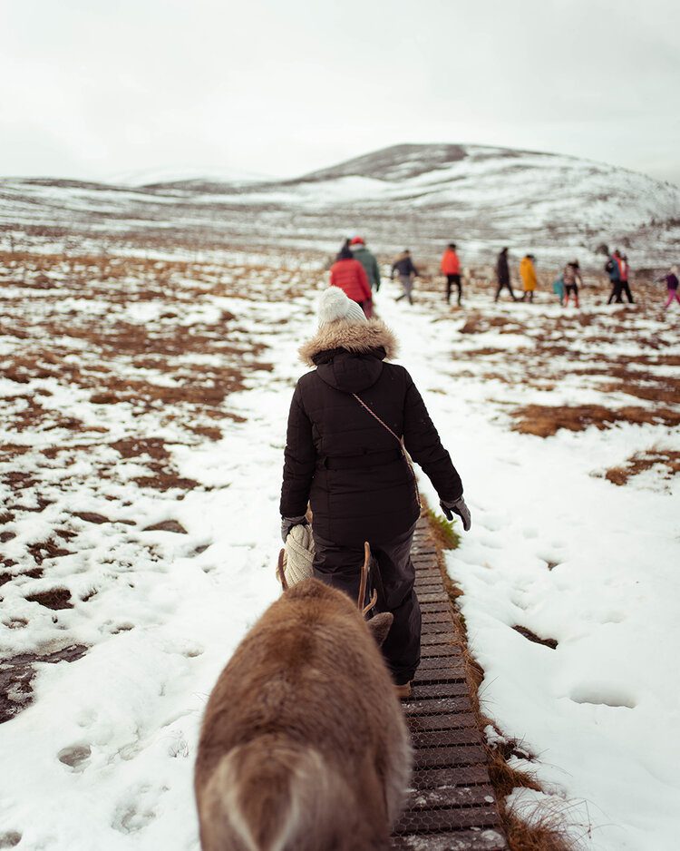 9 points of interest on a road trip in Scotland 8 PFHPostcardsfromHawaiiScotlandCairngormNationalParkReindeer 1