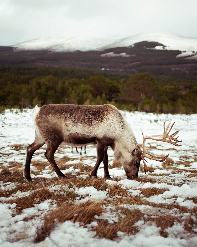 9 points of interest on a road trip in Scotland 9 PFHPostcardsfromHawaiiScotlandCairngormNationalParkReindeer 2