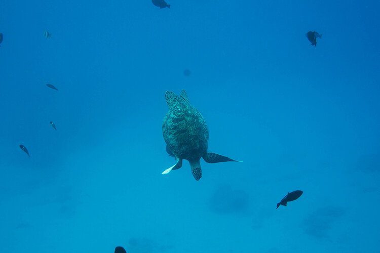 10 easy ways everyone can be a sustainable traveller 4 PostcardsfromHawaii10easywayseveryonecanbeasustainabletraveller 3