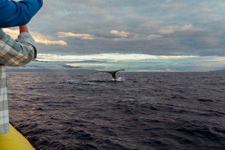 6 of the best things to do on Maui, Hawaii 8 WhaleWatchingMauiHawaiitodo 1