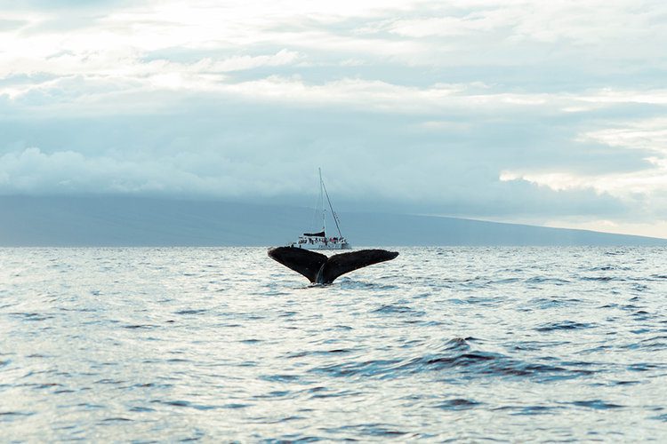 6 of the best things to do on Maui, Hawaii 7 WhaleWatchingMauiHawaiitodo